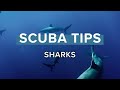 Sharks  scuba tips  simplyscuba