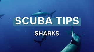 Sharks | Scuba Tips | @simplyscuba