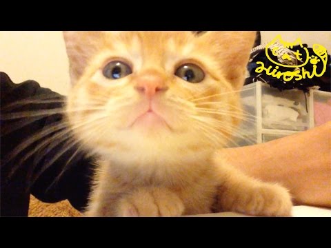 He’s Trying To Eat Some Food, But This Purring Cat Just Has To Interfere… ADORABLE!