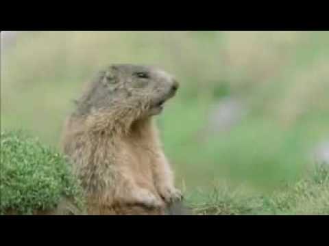 Video: Is 'n marmot 'n gerbil?