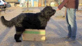 Elliot the Briard at Lealcan Trickdogging Class by ElliotDMDS 2,099 views 12 years ago 2 minutes, 12 seconds