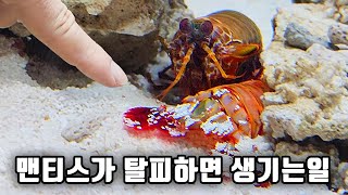 탈피만 하면 신기한 행동을 하는 맨티스에게 특별한 돌집을 만들어 주었네요 ㅋㅋ