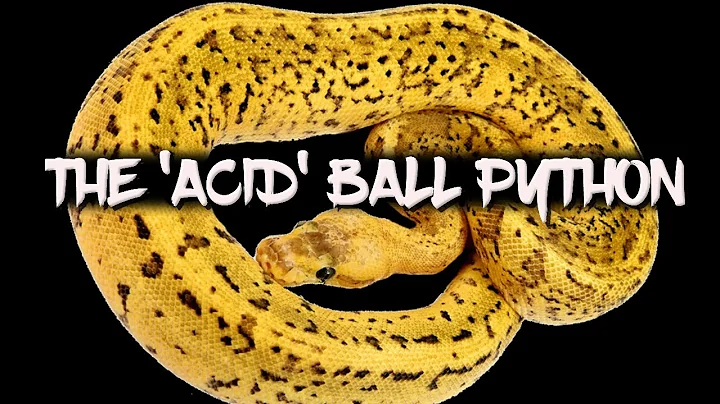 The Amazing 'Acid' Ball Python!