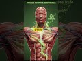 I Drank Reign Energy… This Happened Inside My Body 😱⚡#3d #facts #science #shorts #energy #biology