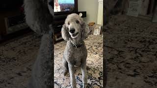 Romeo The Talking Standard Poodle