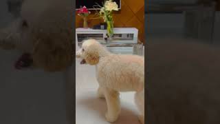 the super cute giant poodle by my friend #giantpoodle #poppyplaytime #doglover #poodle #dogs