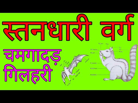 वीडियो: स्तनधारी कौन से जानवर हैं