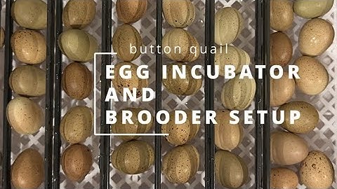 Button Quail (King Quail)💕🐤 Egg Incubator and Brooder Setup 🥚🥚🥚