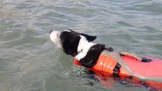ライフジャケットを着て泳ぐ犬　沖縄恩納村