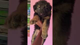 German Shepherd Long Coat Puppies - 8667203339 @mspetskennels #germanshepherd #gsdpuppy #shorts