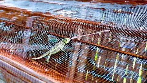 Chameleon grabs a fly.