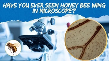 Honey Bee Wing Under Microscope | Microscopic Close-Up