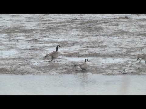 CLUB-MONADIRE.GE- კანადური ბატები 2017