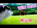 We met a wild bear by accident! How does an otter react when he sees a bear? [Otter life Day 542]
