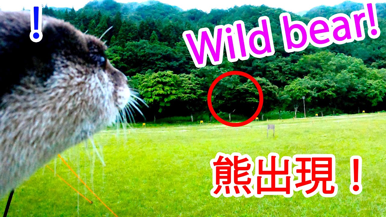 Как реагирует выдра, случайно встретив дикого медведя. [Жизнь Выдры- День 542]