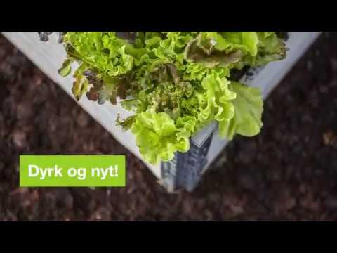 Video: Komme I Gang Med å Plante Bringebær