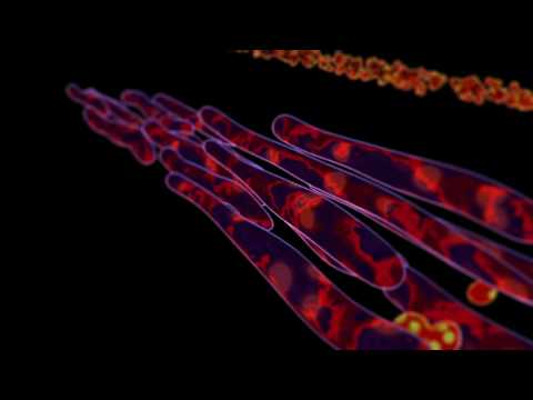 Video: Die Verkürzung Des Transkriptionsrepressorproteins Cre1 In Trichoderma Reesei Rut-C30 Macht Es Zu Einem Aktivator