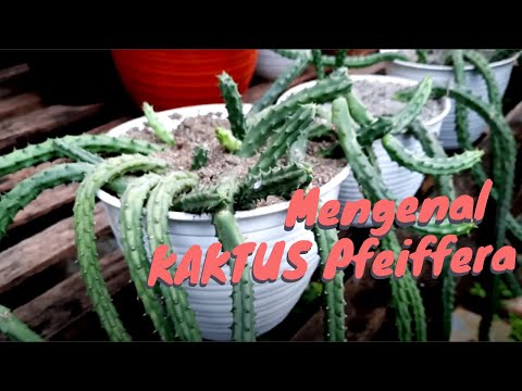 Video: Pemindahan Kaktus Yang Betul