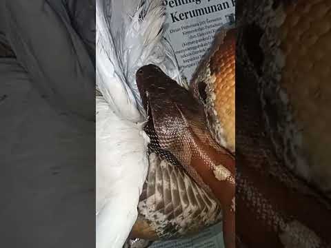 Wow...!! Ular Dipong Melahap Merpati