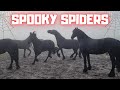 Spooky, spiders? Rising Star⭐ is the only foal | Friesian Horses