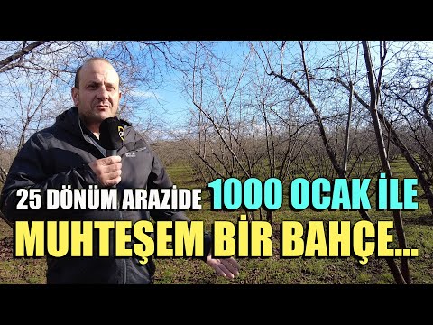 25 Dönüm Arazide 1000 Ocak ile Muhteşem Bir Bahçe...  - Derdimiz Fındık