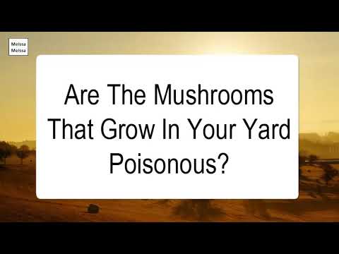 Video: Ar jūsų kieme augantys baltieji grybai yra nuodingi?