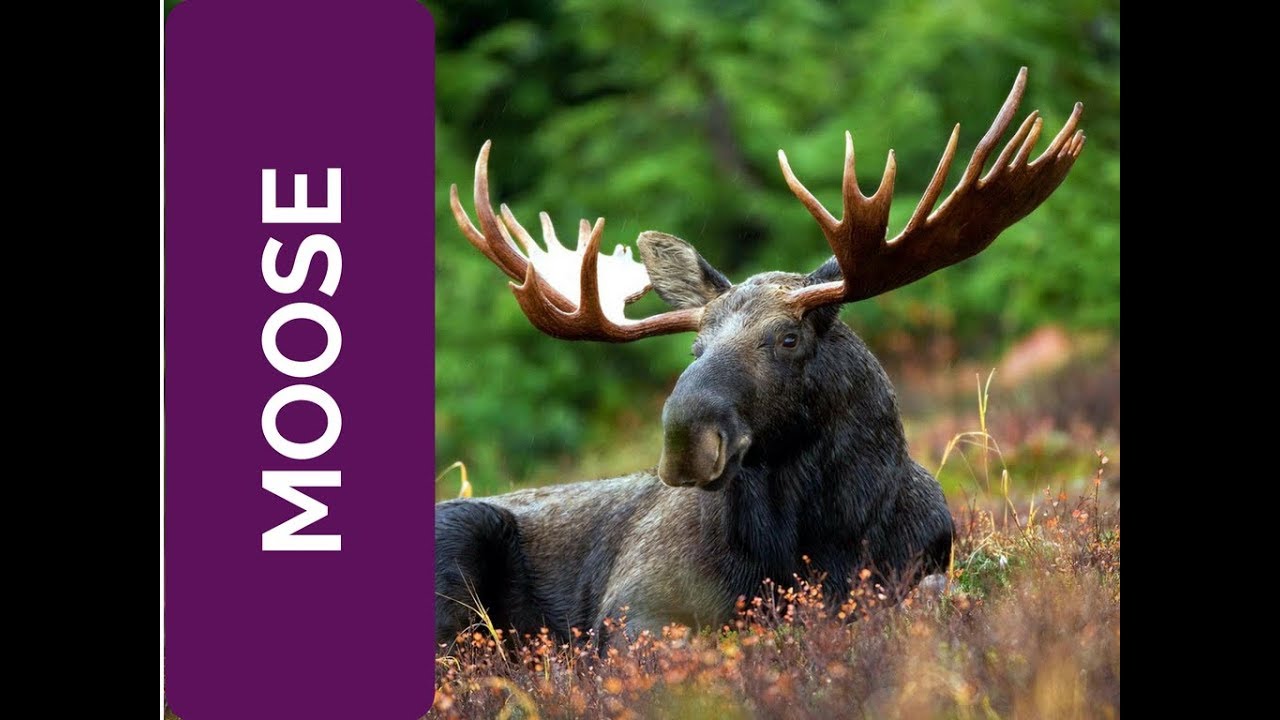 Moose Meaning Love and Accept Yourself (Spirit Animal, Power Animal