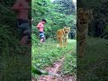 Amazing anaconda tiger kingdom #tiger #lionhunters #shortvideo #shorts