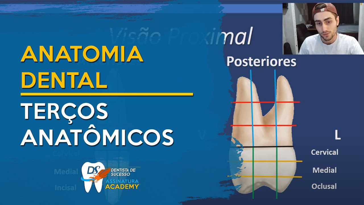 Divisão dos Terços Anatômicos - ANATOMIA DENTAL