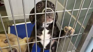 acs A672808