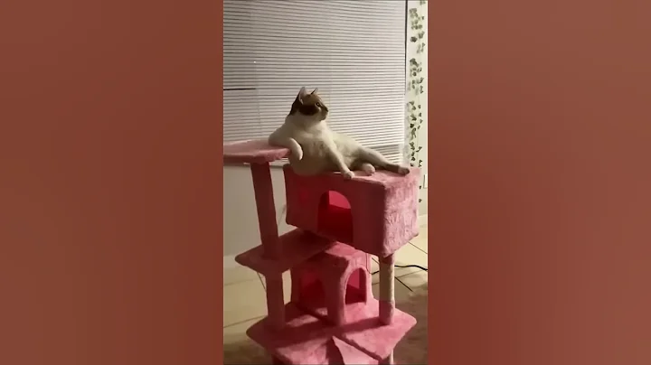 Video 8004781: adorablecats cutecat cat, catlover cutecat funnycatvideos, funny cat