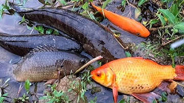 Bắt cá rô đồng, cá chép, cá sộp, cá dọn bể, cá trê đồng và các loại cá nước ngọt
