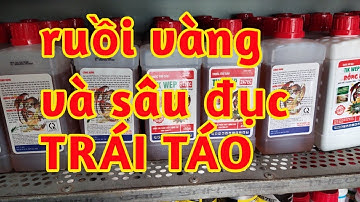 Rồi Vàng Sâu Đục Trái Táo