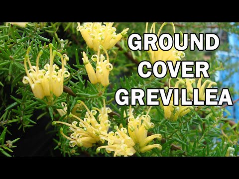 Video: Thông tin Trồng Cây Grevillea - Trồng Cây Grevillea Trong Vườn