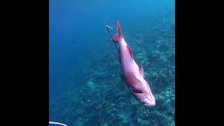 redbass in Maldives
