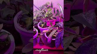 Любимые цветы #хойи #плющ #цветы #лето #hoyalover #hoya #loveflowers