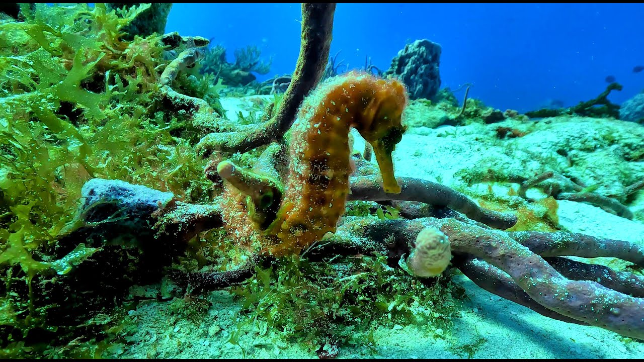 Cozumel Scuba Diving in 4K (Mexico, Nov 2025)