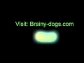 Amazing Super Brain Training For Dogs Books Review | Brain Training For Dogs Books Amazing Super Brain Training For Dogs Books Review | Brain Training For Dogs Books