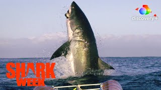 3,2,1...Great White Blast Off! Dickie Chivell's Favorite Shark Week Moment | Air Jaws | discovery+