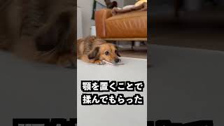 熱湯vs ゴリラのパンチ：本当に触れるようになるのか #犬 #チワックス #挑戦
