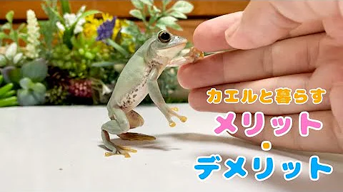 捕まえたエサ用のカエルを飼育することに Mp3