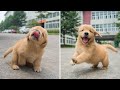 Best Funny and Cute Golden Retriever Puppies 2022 - Funniest Golden Retriever Puppy Videos