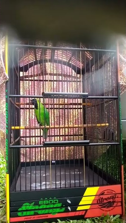 cucak ijo nembak pelatuk