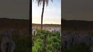 Ganado y atardecer en la sabana #shorts
