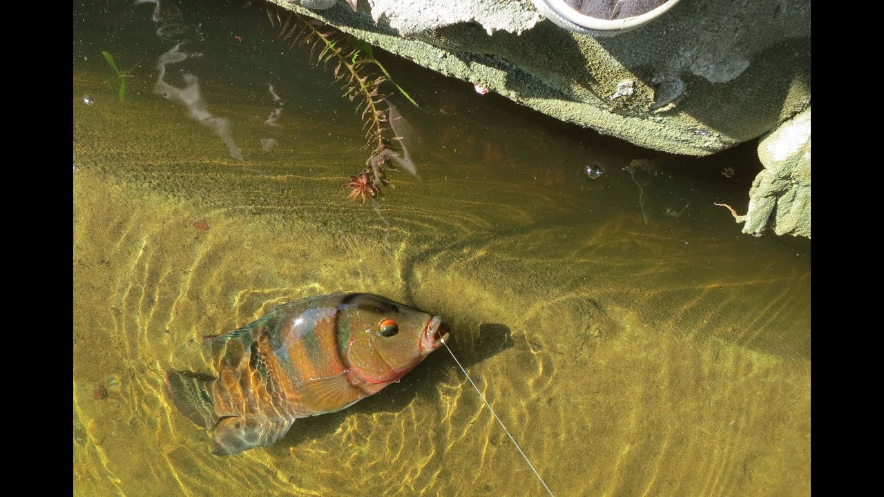 Catching fish with bread Clearance