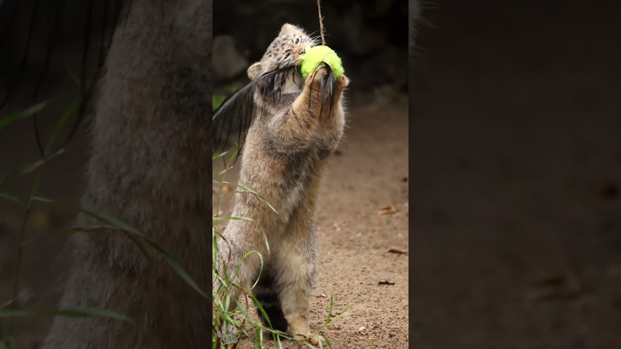 Pallas's cat kitten