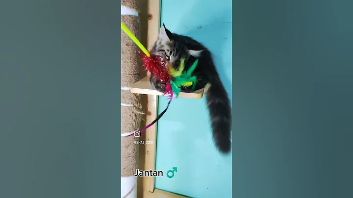 Video 7105121: adopt mainecoon cat, male mainecoon cats