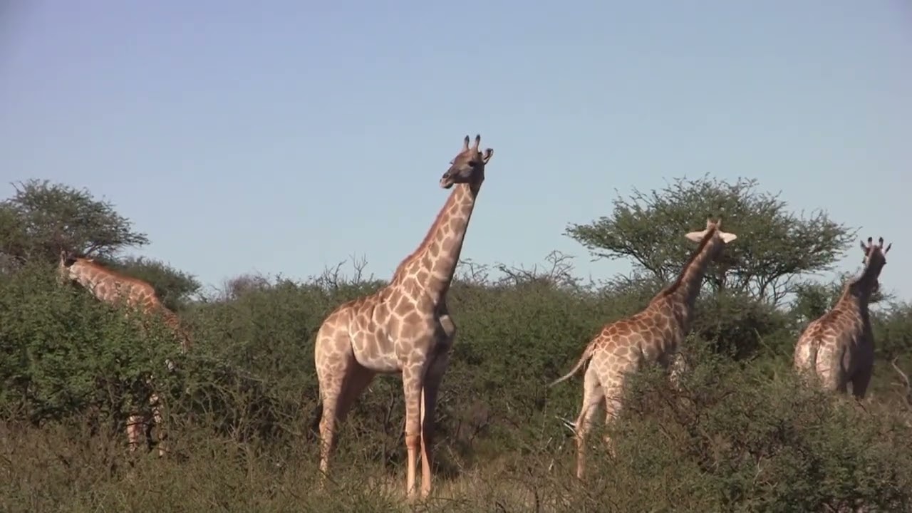 2013- za video clip 49 mokala 1 movie