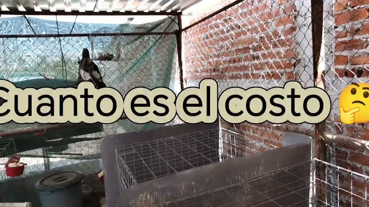 Como empezar en los gallos y sus costos |Rancho MM 🐓