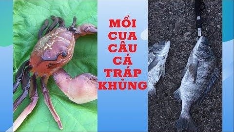Câu cá tráp khủng mồi cua 5 phút lụm 2 em _ Trần Gia Youtube